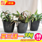 铁皮石斛苗室内绿植石斛苗正宗霍山铁皮石斛苗枫斗苗兰花盆栽包