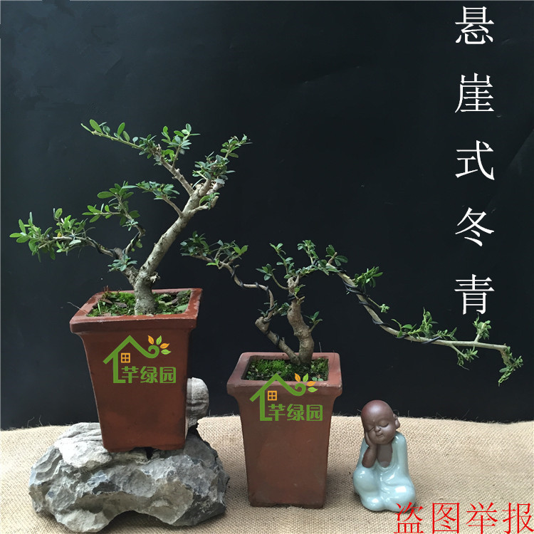 提根悬崖式冬青盆景造型独特庭院阳台办公室招财盆栽观盆栽 米叶