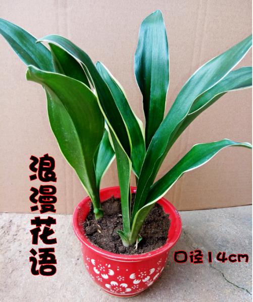 乔迁新婚万年青盆栽 四季常青金边万年青 净化空气吸甲醛植物包邮