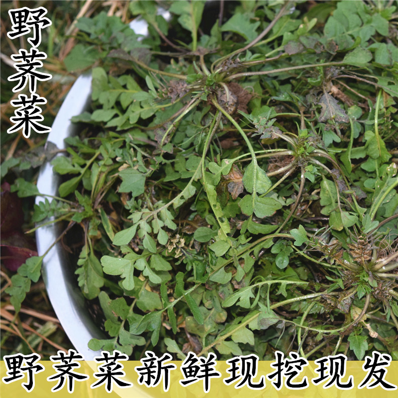 荠菜新鲜2斤秋荠菜现挖现发鲜蔬菜野菜火锅菜野地菜地丁菜野荠菜