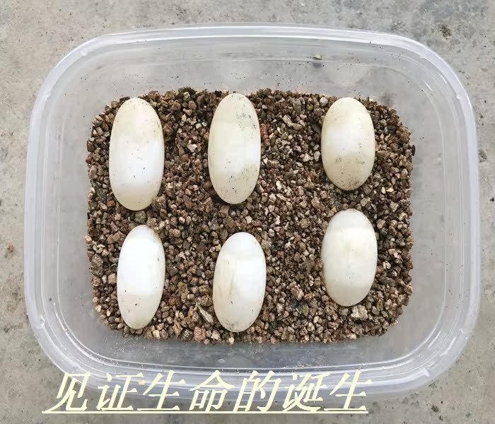 乌龟蛋孵化