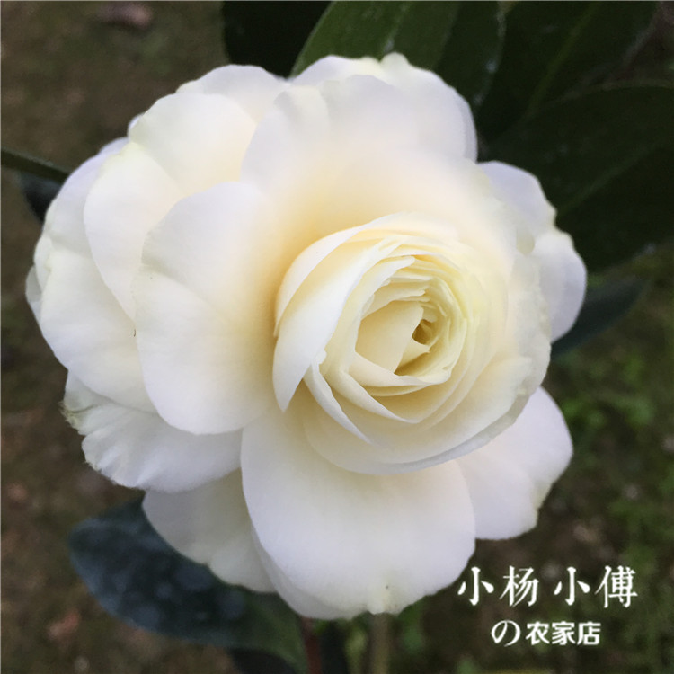 【黄达】黄达茶花苗盆栽带花苞山茶花苗名贵山茶花苗大小苗绿植