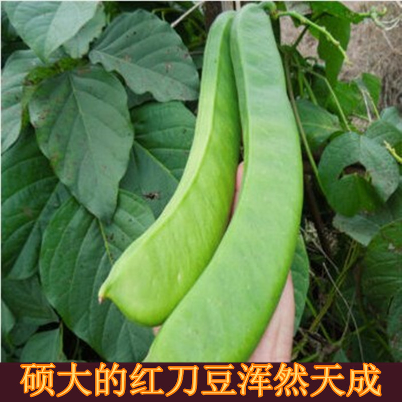 红刀豆巴西豆 大扁豆大刀豆种子特色蔬菜种子四季播包邮 魔豆药食