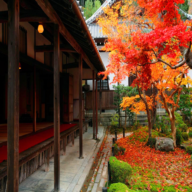 日本红枫树苗 红枫盆景 嫁接盆栽红枫苗庭院绿化彩色植物