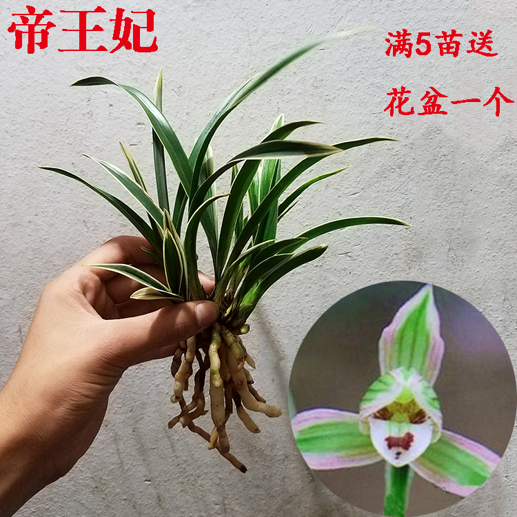 查看淘宝金边鹤艺 四季兰建兰 帝王妃 矮种兰花苗 带浓香花卉 包邮
