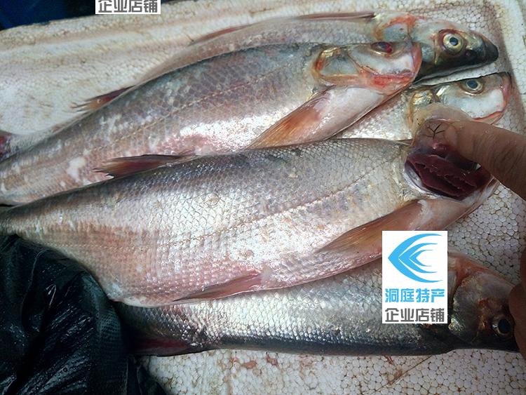 湖南益阳特产洞庭湖翘白子沅江翘白鱼晒干风干剖肚河鲜野生鱼白鱼