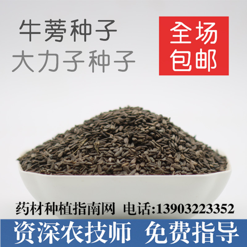 批发中药材牛蒡子种子2015年纯新产牛蒡大力子种籽 斤斤包邮促销