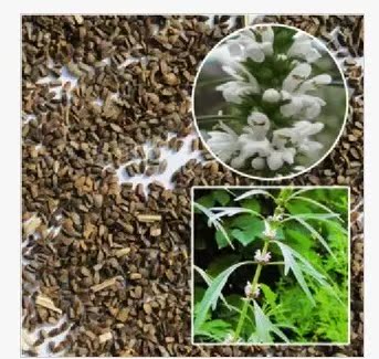 特色批发中药材茺蔚种子 茺蔚苗天南星盆栽药材种子包邮