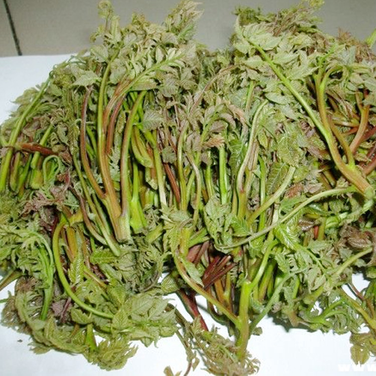 承德木莉芽 野生山野菜木立芽 木兰芽 木里芽 新鲜蔬菜嫩野味包邮