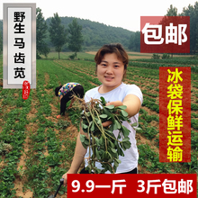 新鲜马齿苋菜 长寿菜五行草马齿苋薏仁茶 包邮 野生马齿苋 马齿苋干