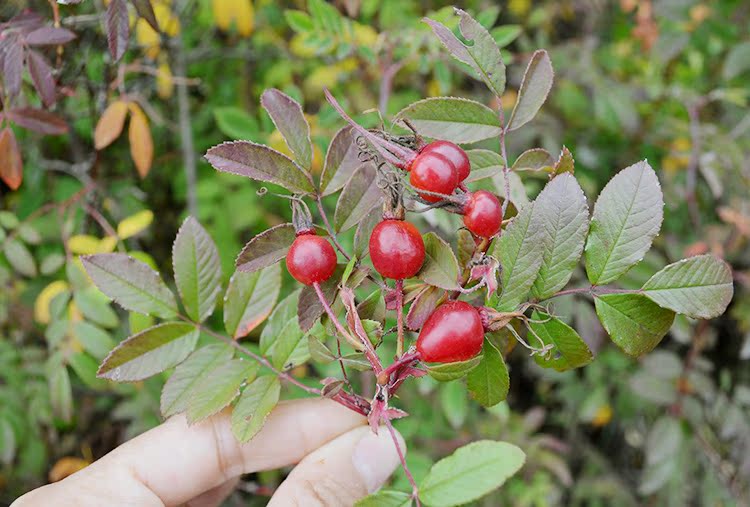 东北大兴安岭野生刺玫果玫瑰果150克包邮天然玫瑰果茶