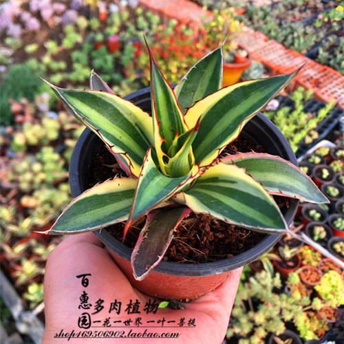 查看淘宝【百惠园】多肉植物 金边莲 金边吉祥龙舌兰 观叶植物花卉 防