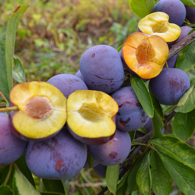 现摘 四川新鲜水果正宗脆红李孕妇酸甜李子红