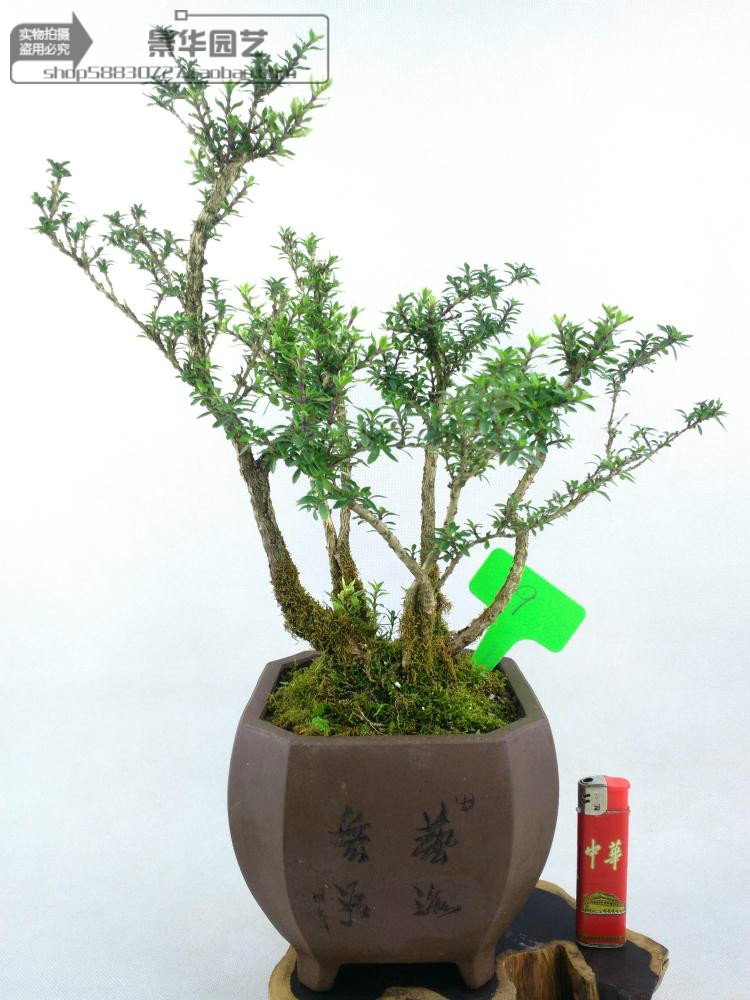 日本姬香丁木微型小品盆景 进口老桩掌上桌面盆栽绿植 实物 特价