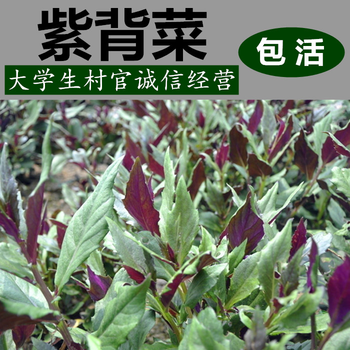 野生苦麻菜紫根紫红红叶苦苣叶菜野菜青菜蔬菜种子菜园盆栽菜籽