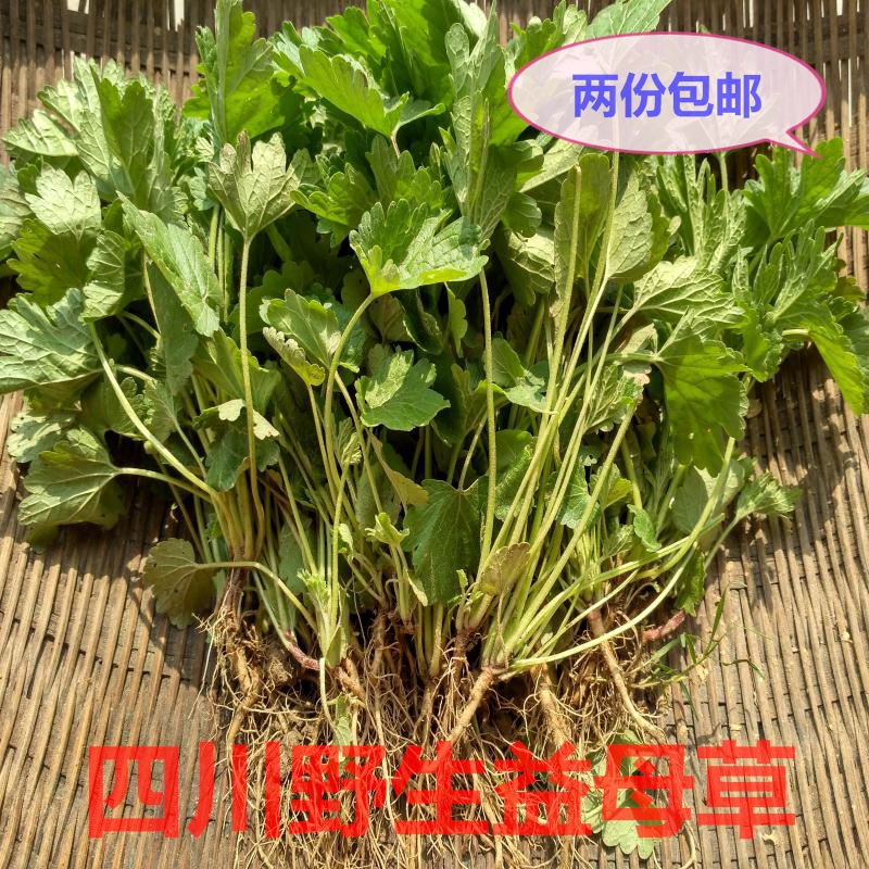 2016年四川野生新鲜益母草坤草野菜新鲜蔬菜两份包邮