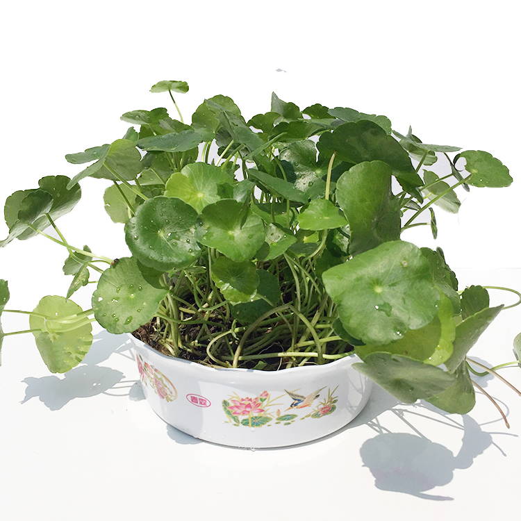 水培绿植铜钱草金钱草根茎水培土培套餐室内水养招财包活免费补发