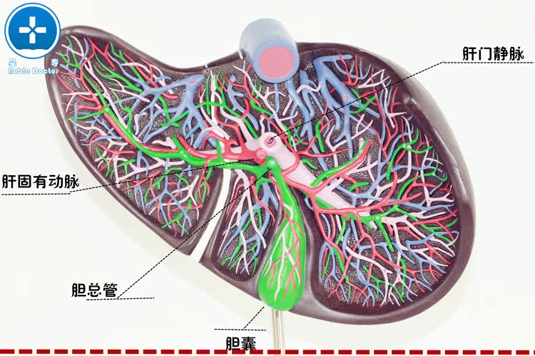 星寿医用消化科肝模型 肝脏解剖模型肝门肝分叶模型肝胆