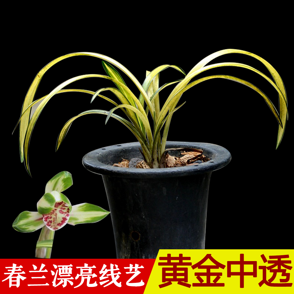 春兰黄金中透艺兰花苗花卉室内盆景绿植盆栽好养活花季带花苞出售