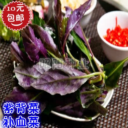 蔬菜阳台观音菜补血菜种子紫背天葵种子紫背菜种子 血皮菜种子