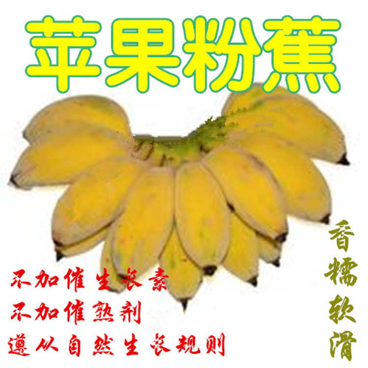 查看淘宝高州苹果粉蕉 新鲜香蕉水果米蕉小芭蕉非海南皇帝蕉banana3斤