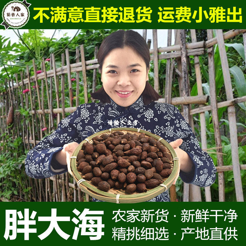 菊香人家花草茶包邮 产地正品胖大海茶 精选正宗大个胖大海50克