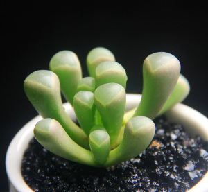 防辐射多肉植物