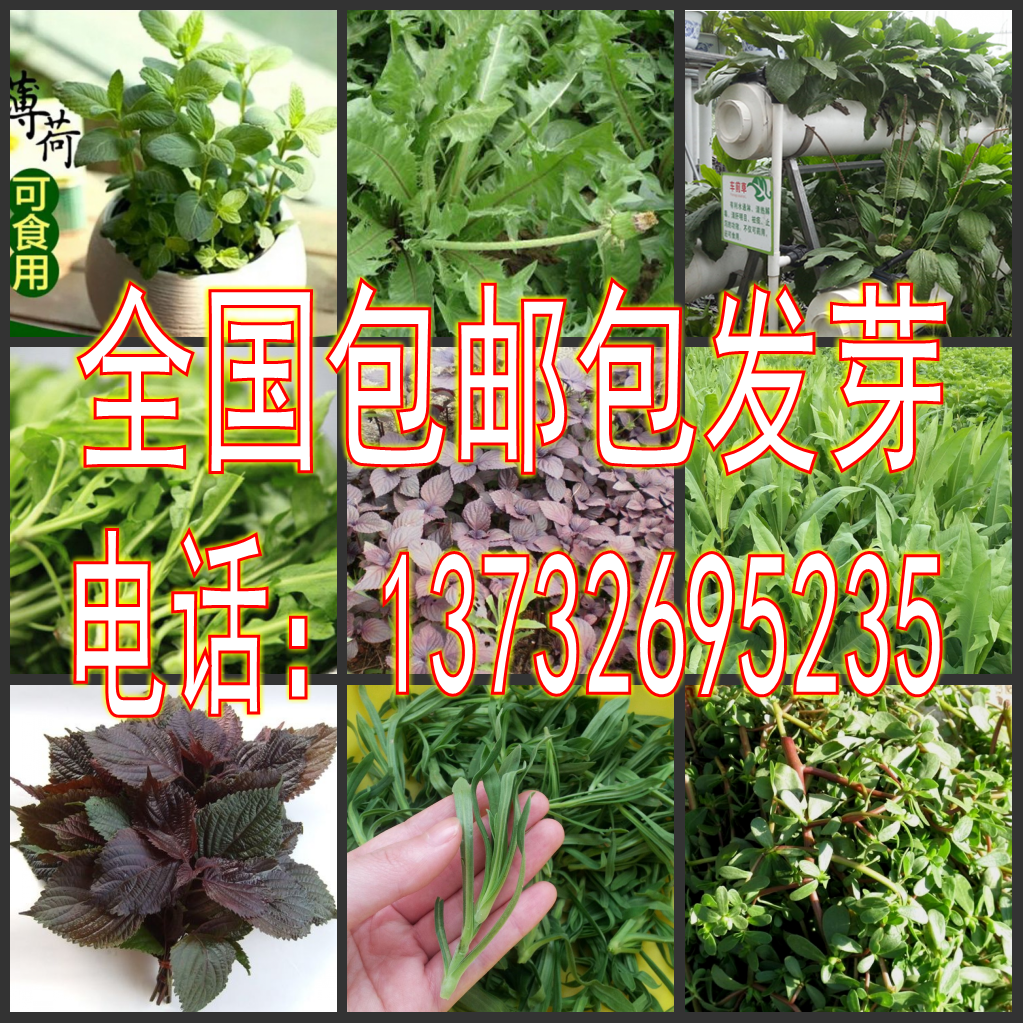 散装蒲公英马齿苋紫苏荠菜车前草野菜面条菜苦荬菜薄荷种子批发