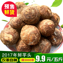 农家蔬菜小毛芋头软糯芋艿芋头山东特产芋艿5斤 17年现挖新鲜芋头
