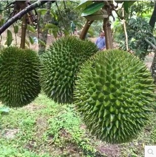 枕头 正品 正宗泰国金枕头 台湾榴莲蜜苗榴莲苗嫁接榴莲蜜树苗果苗