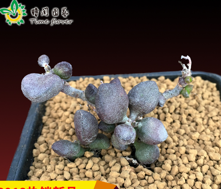 调兵山市信用卡套现到账时间【加▲V信Q同号