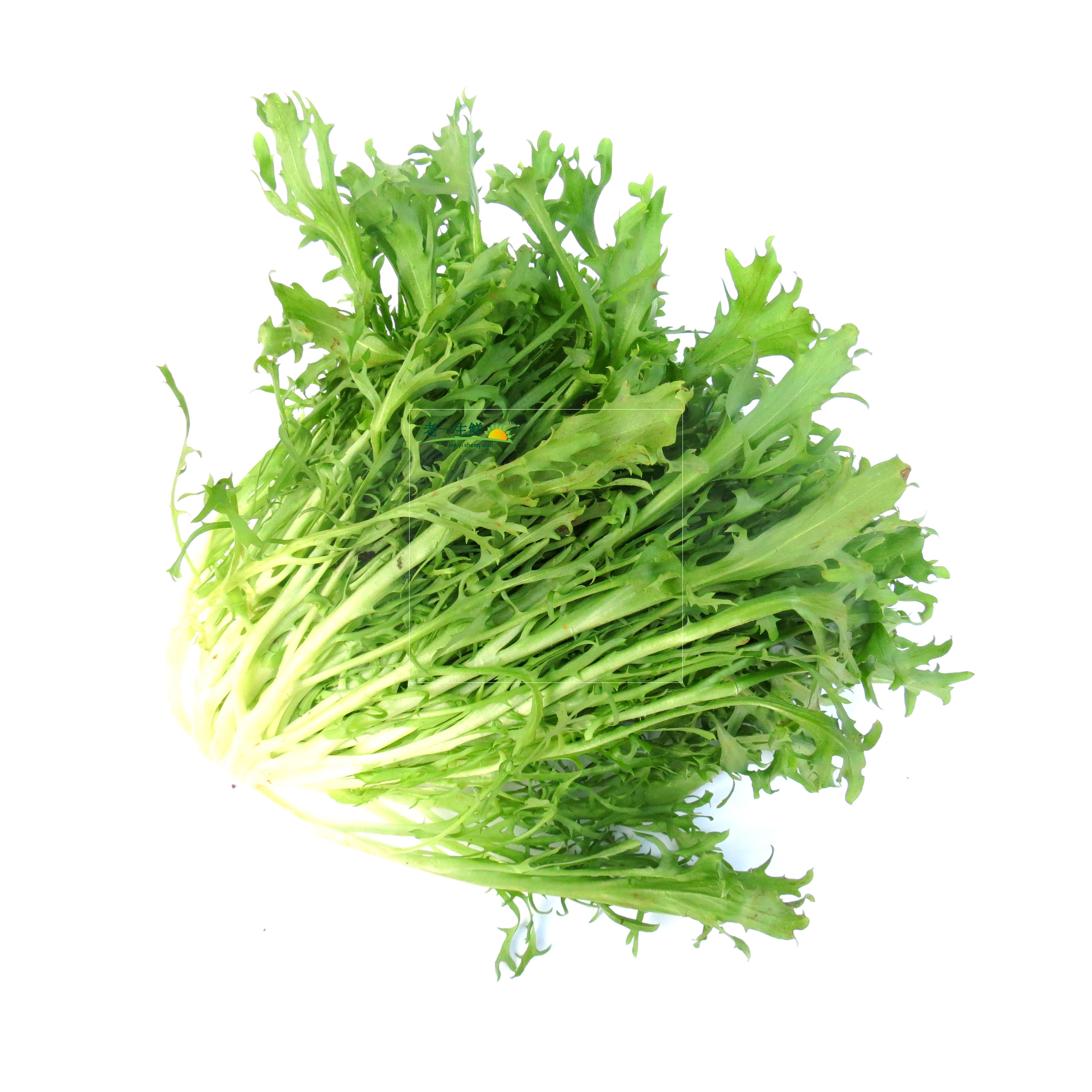 【老一生鲜】 新鲜苦菊 苦叶 苦苣 苦菜 生菜 沙拉菜图片