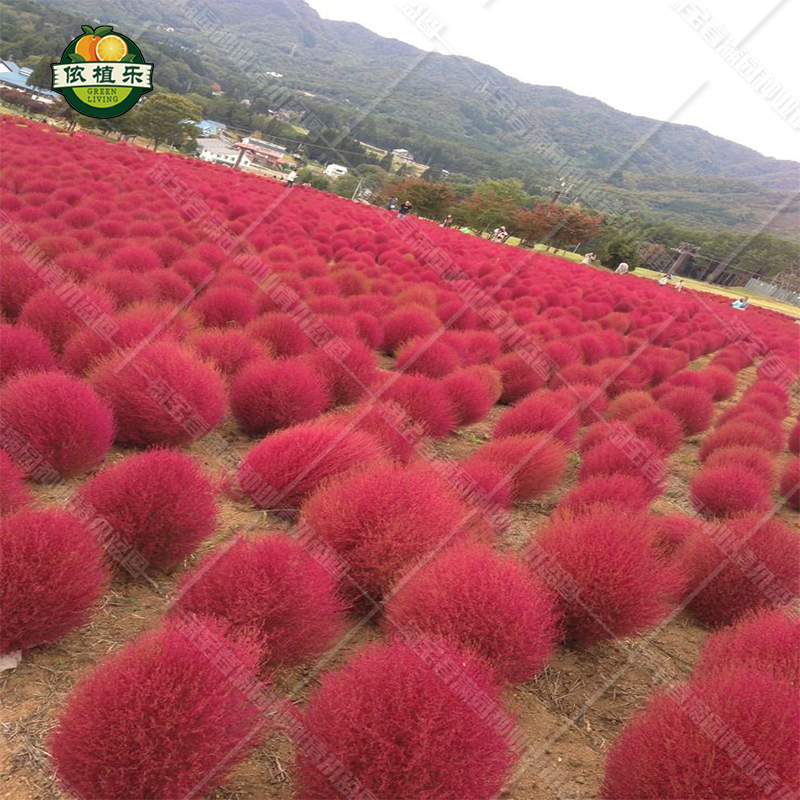 地肤种子扫帚草种子 绿草草坪种子花卉种子 庭院观赏地肤子种子