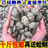 包邮 海鲜新鲜花甲鲜活花蛤蜊花蚬子杂色蛤花蛤肉野生花蛤贝类10斤