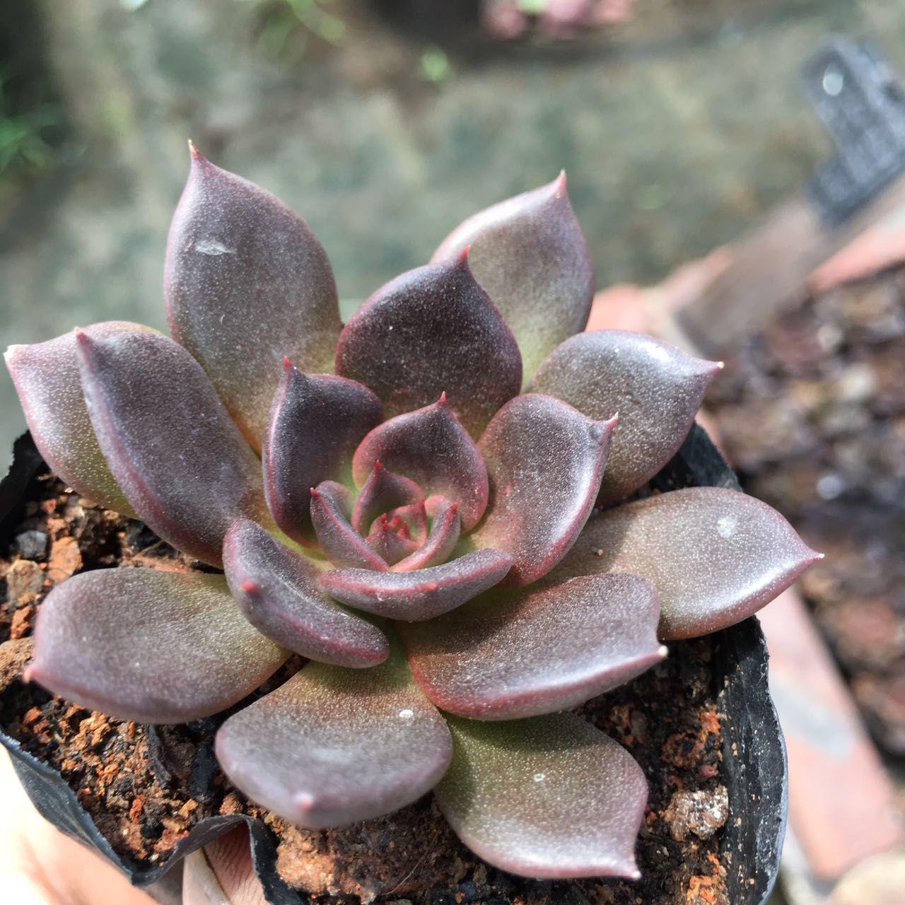 肉花菀 多肉植物黑王子盆栽绿植花卉盆花组合多肉办公室盆景