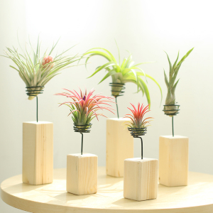 无土空气凤梨 送底座