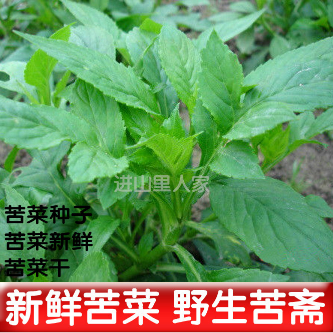 现摘新鲜苦斋农家野菜 苦斋苦菜种子天然野生蔬菜煲汤败酱草