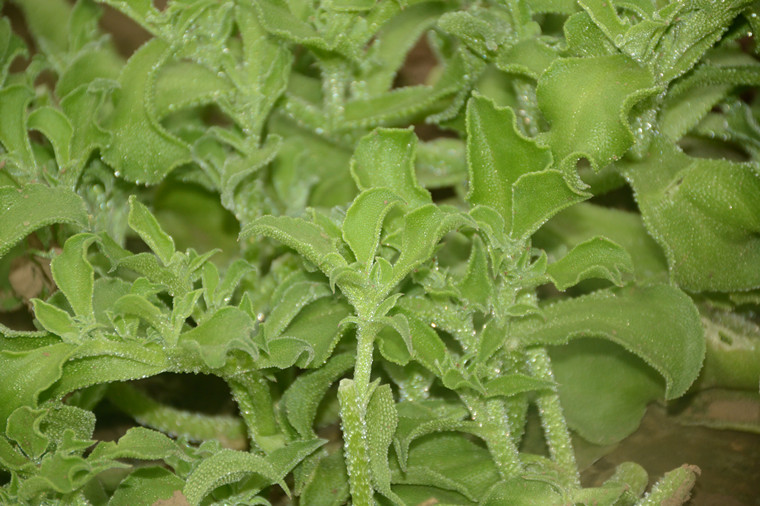 非洲冰草新鲜蔬菜 野菜 冰菜 野生冰草菜 沙拉菜 现摘