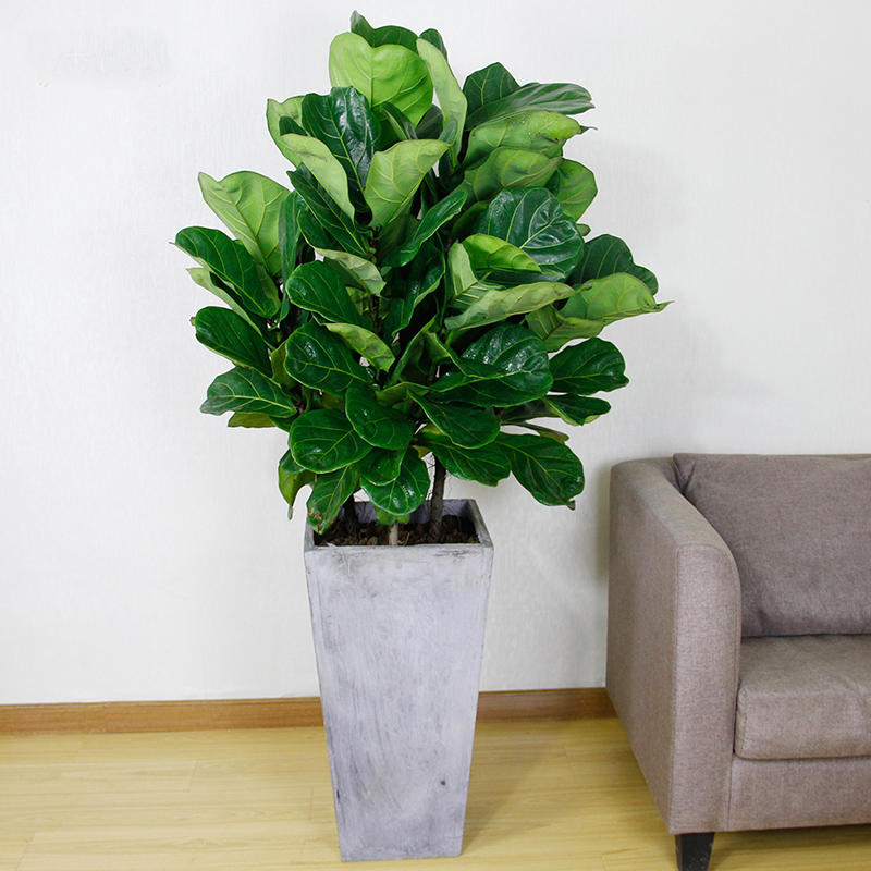 琴叶榕盆栽室内大型绿植高档客厅植物大叶阔叶树办公室防辐射花卉