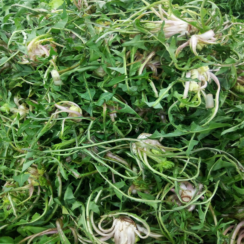 东北土特产野生鲜婆婆丁500g延边蘸酱有机野菜新鲜蒲公英山菜苦菜