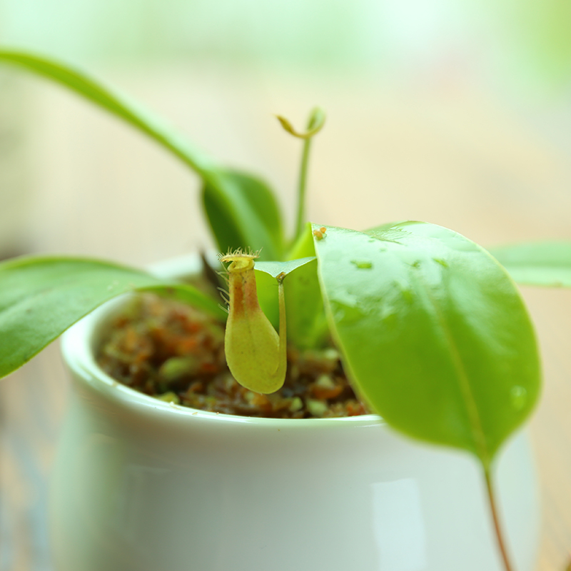 猪笼草食虫植物带笼子室内花卉盆栽苗捕蝇草食虫草食人花绿植植物
