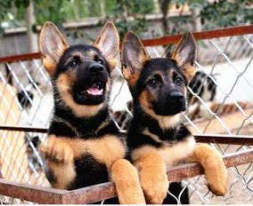 出售纯种德牧活体宠物狗德国黑背幼犬大型德国黑贝牧羊犬小狼狗