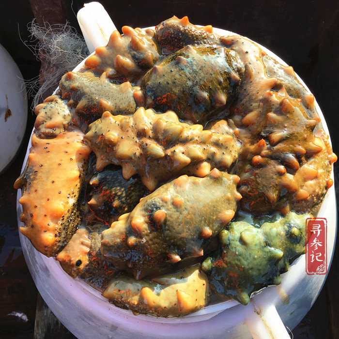 寻参记30m大连野生淡干海参即食海参辽参刺参礼盒海参干货50g
