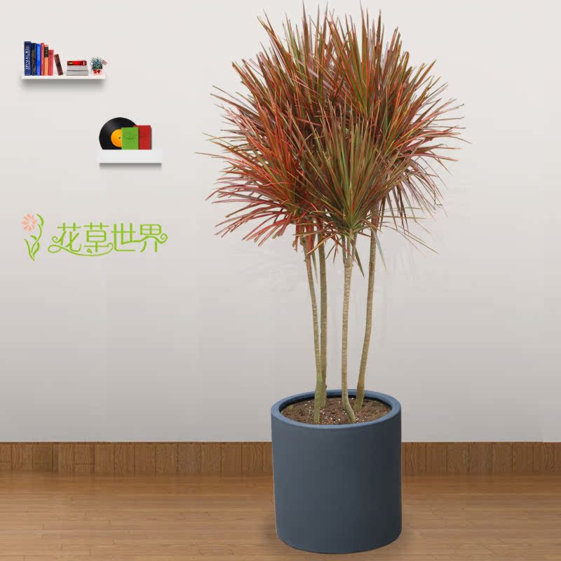 1.6米彩色千年木盆栽三色龙血树办公室客厅室内植物净化空气绿植