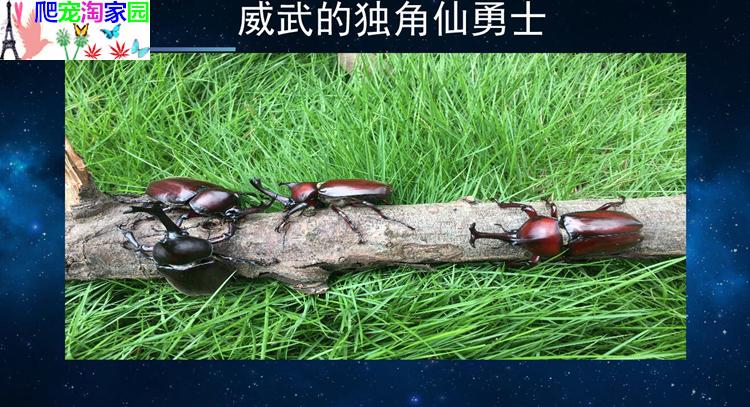 独角仙成虫幼虫套餐活体宠物甲虫昆虫锹甲兜虫幼体全国包活包邮