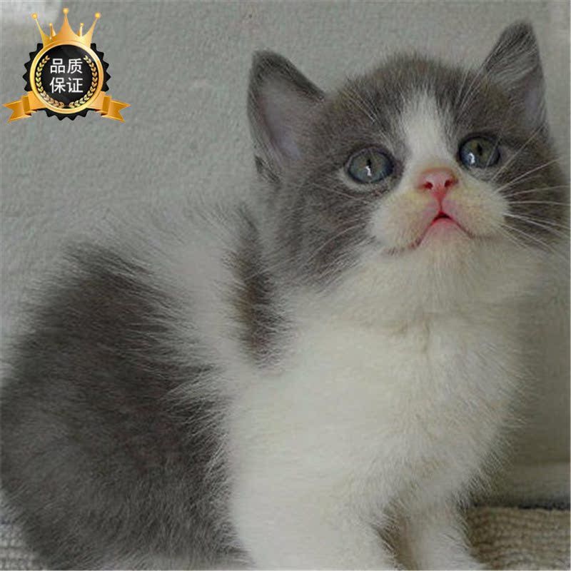 英国短毛猫宠物猫 英短蓝猫蓝白立耳包子脸 八字脸粉鼻子蓝白幼猫