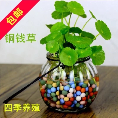 铜钱草水培植物室内盆栽绿植花卉净化空气金钱草套餐包邮水养植物