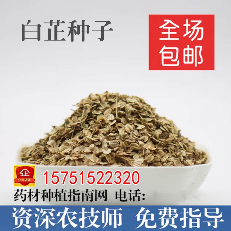 药材种子 白芷 桔梗 板蓝根 丹参 决明子 党参 柴胡 防风种子批发