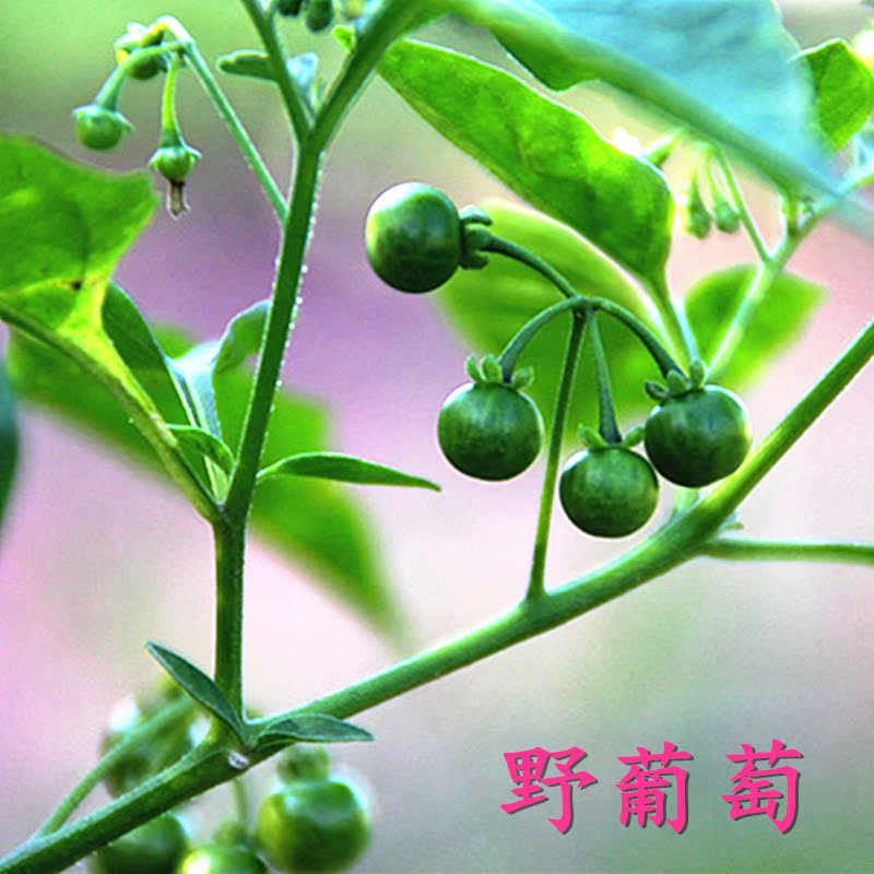 野生黑加仑黑天天野果野菜山葡萄龙葵黑甜甜东北怀旧童年水果种子