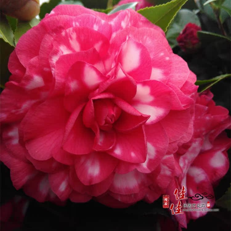 【青叶贝拉山茶花】大玫瑰花苗带花苞盆栽 庭院阳台绿植花卉精品图片